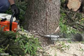Best Tree Maintenance Programs  in Lorton, VA