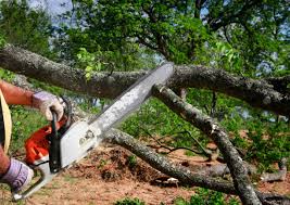 Best Tree Preservation Services  in Lorton, VA